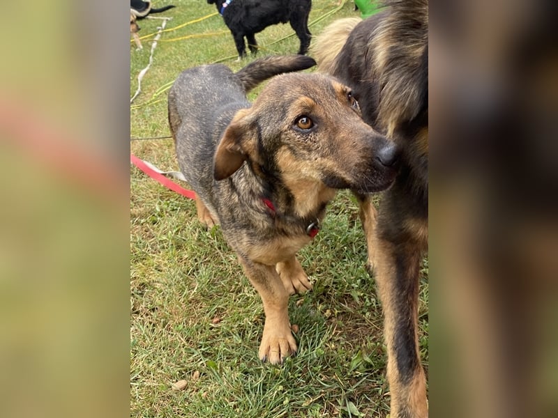 Muri - kinderlieb, mit Hunden und Katzen verträglich - BEREITS IN DEUTSCHLAND