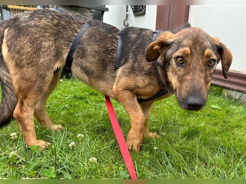Muri - kinderlieb, mit Hunden und Katzen verträglich - BEREITS IN DEUTSCHLAND
