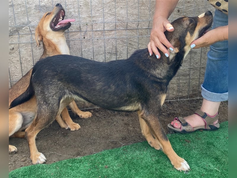 Maddy - agil und interessiert