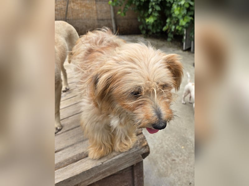 Millie - schlau und aufgeschlossen