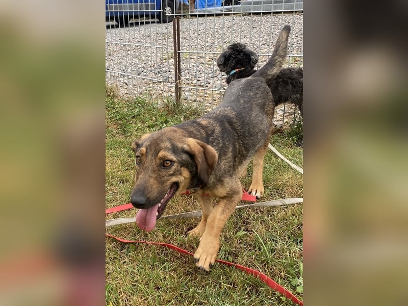 Muri - kinderlieb, mit Hunden und Katzen verträglich - BEREITS IN DEUTSCHLAND