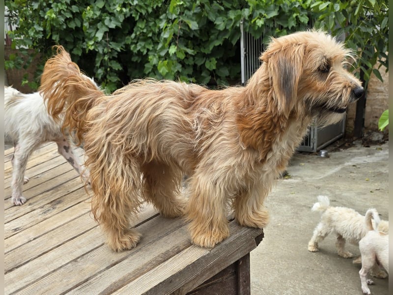 Millie - schlau und aufgeschlossen