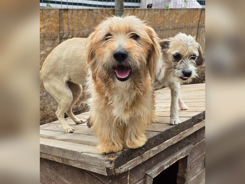 Millie - zutraulich und lernwillig