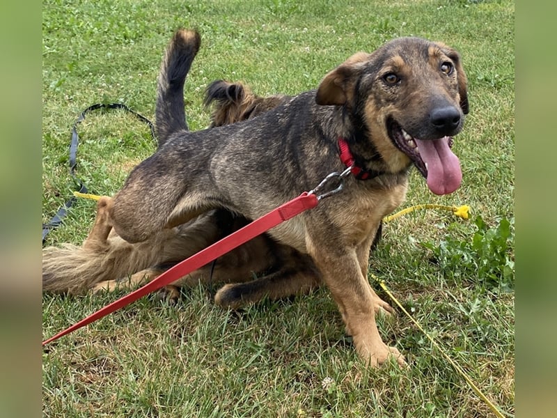 Muri - kinderlieb, mit Hunden und Katzen verträglich - BEREITS IN DEUTSCHLAND