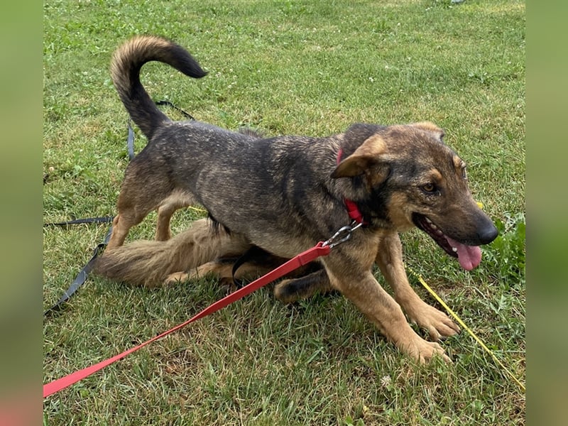 Muri - kinderlieb, mit Hunden und Katzen verträglich - BEREITS IN DEUTSCHLAND