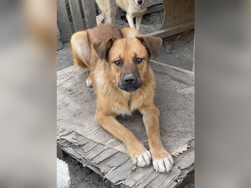 Hazel - aufgeschlossen und interessiert