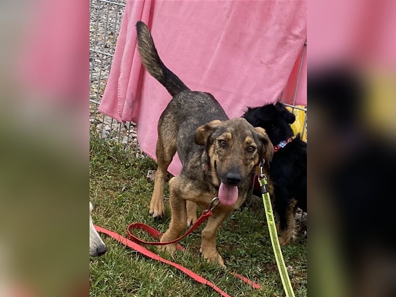 Muri - kinderlieb, mit Hunden und Katzen verträglich - BEREITS IN DEUTSCHLAND