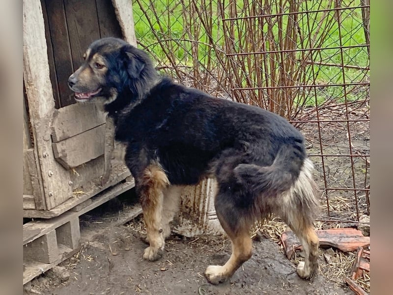 Herra - interessiert und neugierig