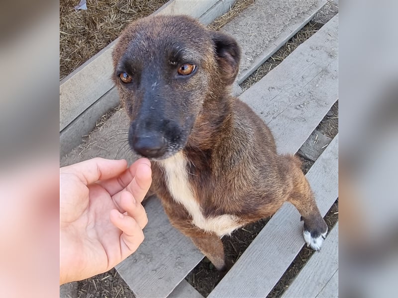 Izzy - menschenbezogen und verschmust