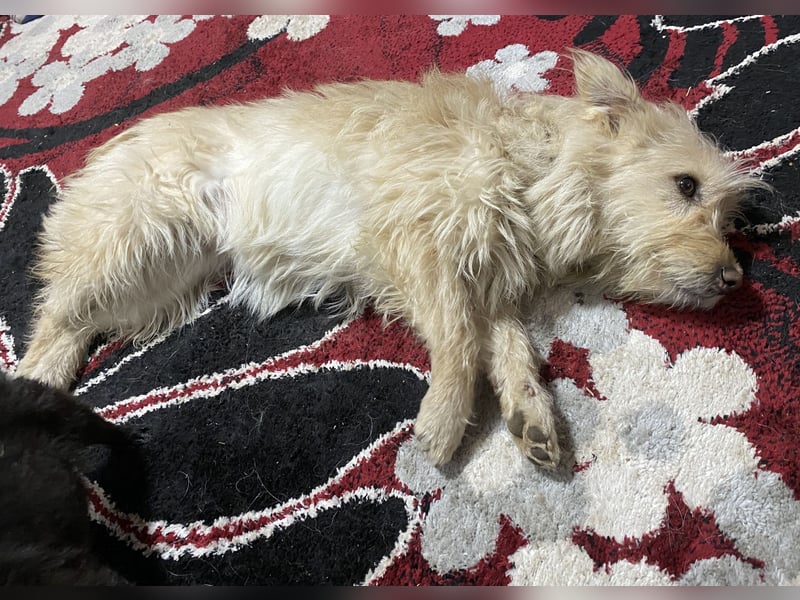 Xena - aufgeschlossen und neugierig
