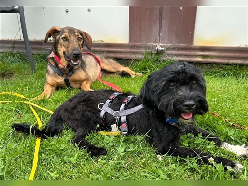 Muri - kinderlieb, mit Hunden und Katzen verträglich - BEREITS IN DEUTSCHLAND