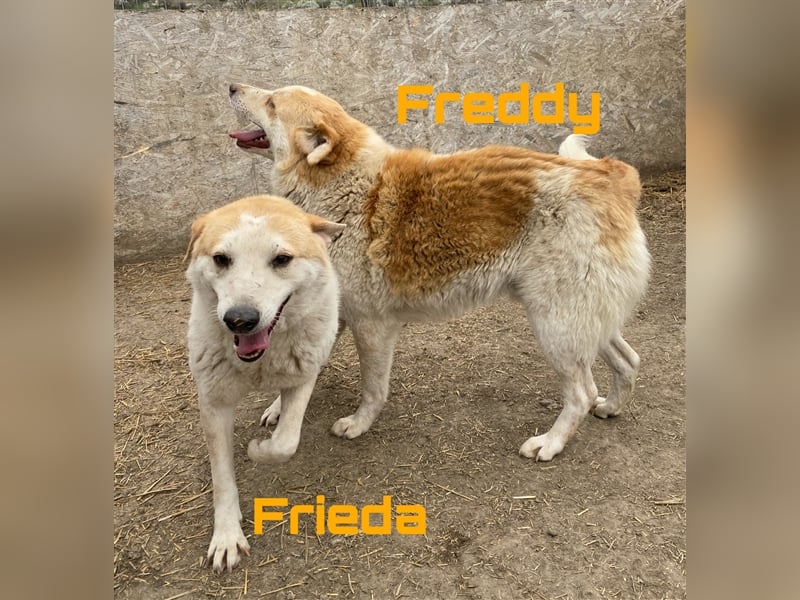 Freddy & Frieda - interessierte Geschwister