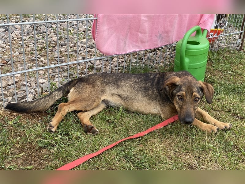 Muri - kinderlieb, mit Hunden und Katzen verträglich - BEREITS IN DEUTSCHLAND
