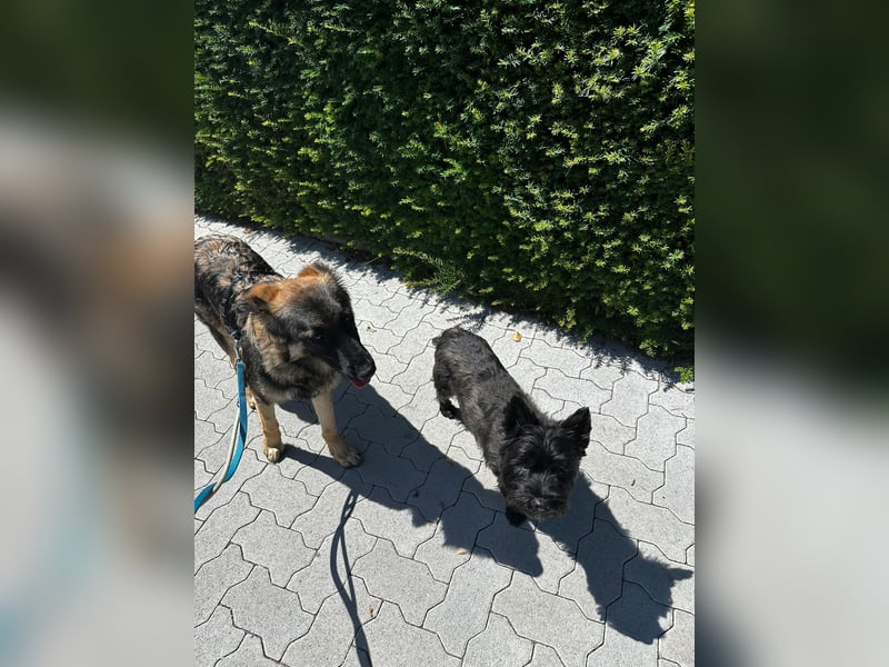 Neugierige Feli