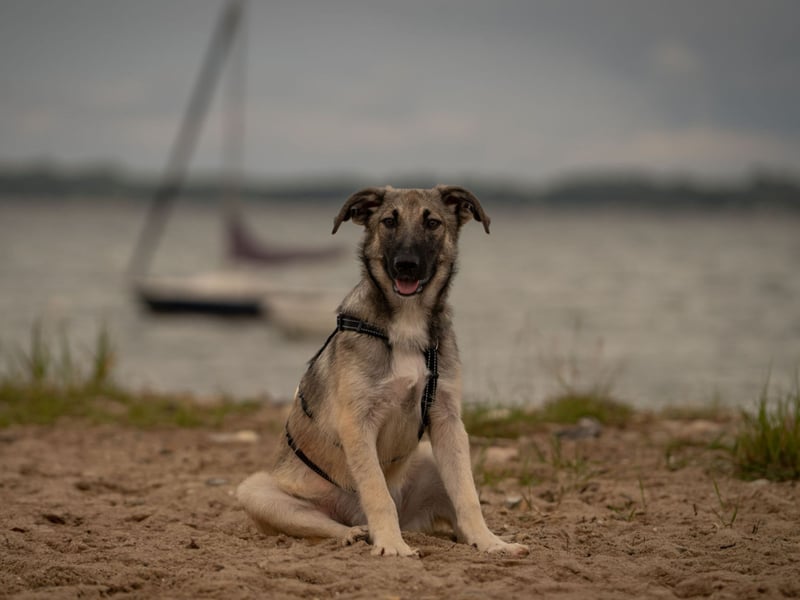 Wunderschöne Amy
