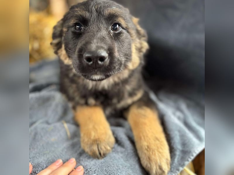 Feli