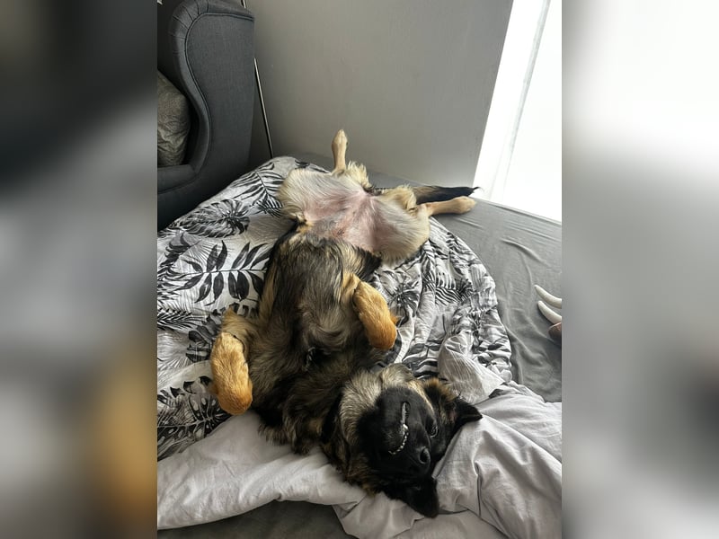 Neugierige Feli