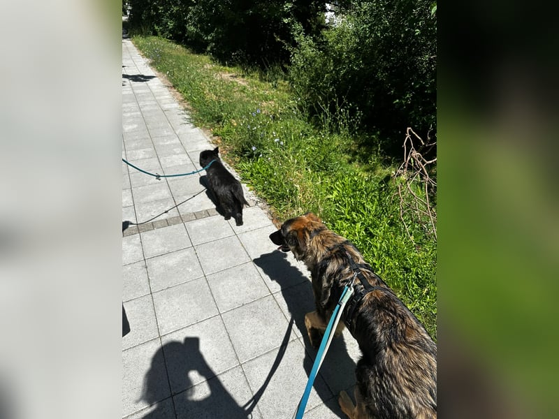 Neugierige Feli