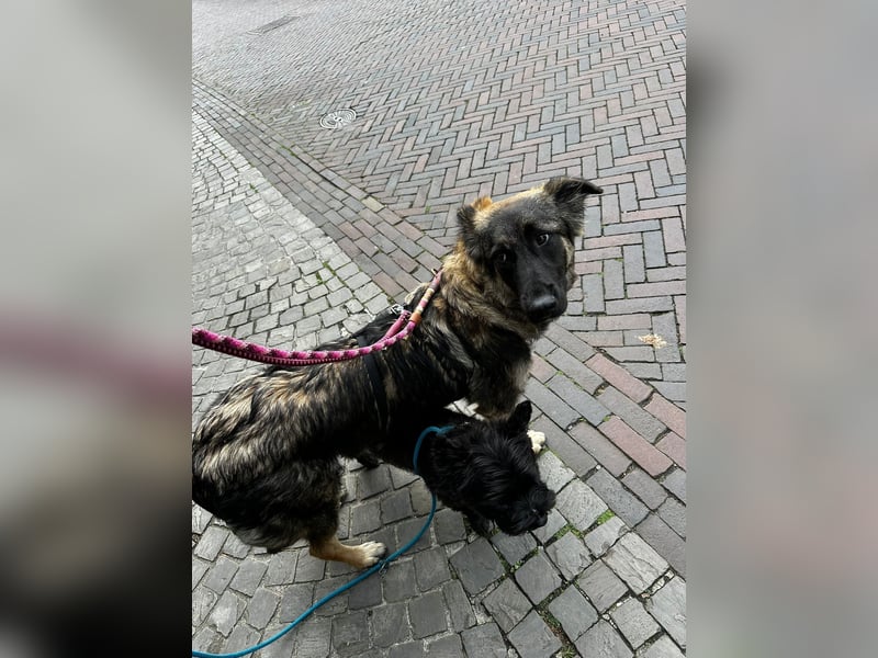 Neugierige Feli