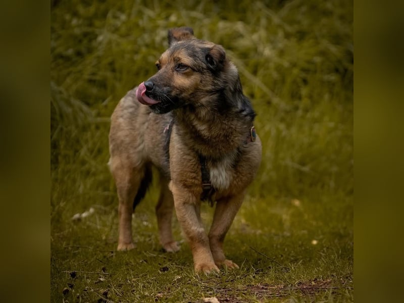 Zierliche Asha