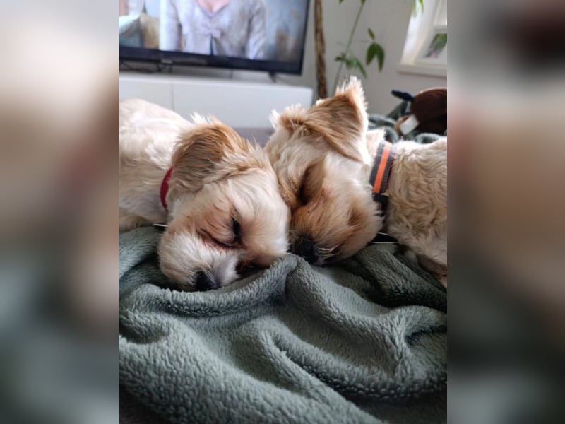kleine, verschmuste LOU sucht ihr Zuhause