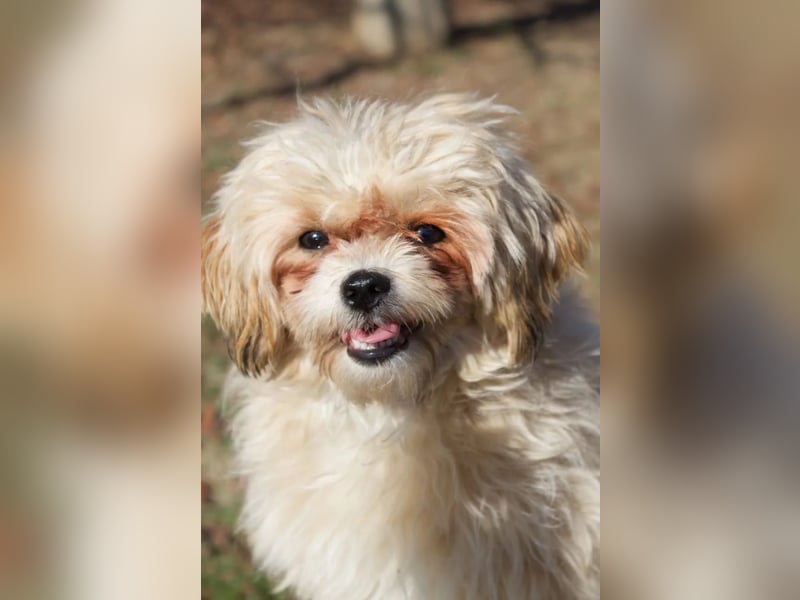 kleine, verschmuste LOU sucht ihr Zuhause