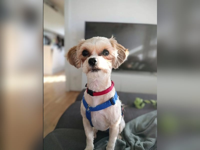 kleine, verschmuste LOU sucht ihr Zuhause