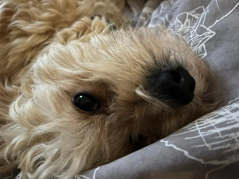 kleine, verschmuste LOU sucht ihr Zuhause