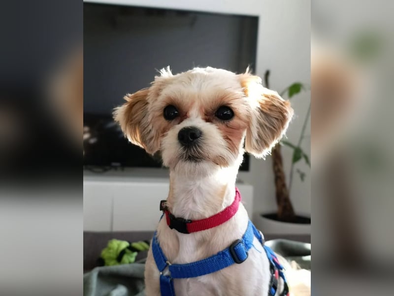 kleine, verschmuste LOU sucht ihr Zuhause