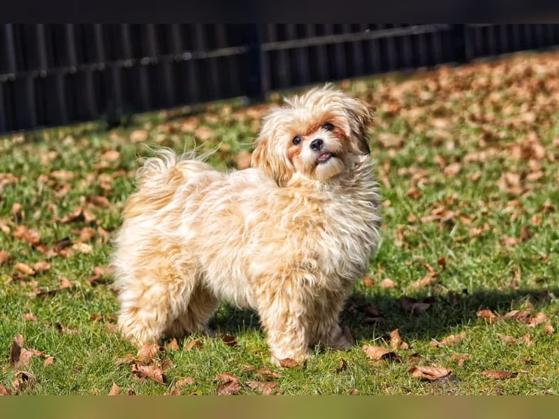 kleine, verschmuste LOU sucht ihr Zuhause