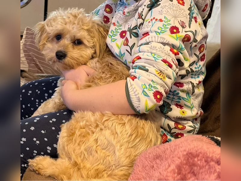 kleine, verschmuste LOU sucht ihr Zuhause