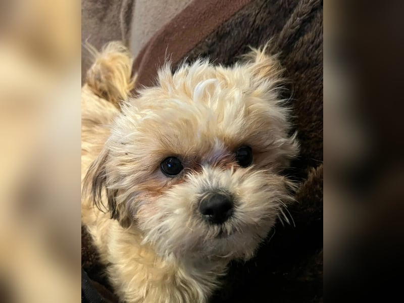 kleine, verschmuste LOU sucht ihr Zuhause