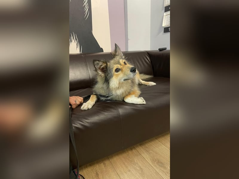 Wuschelige ALISA sucht Sie