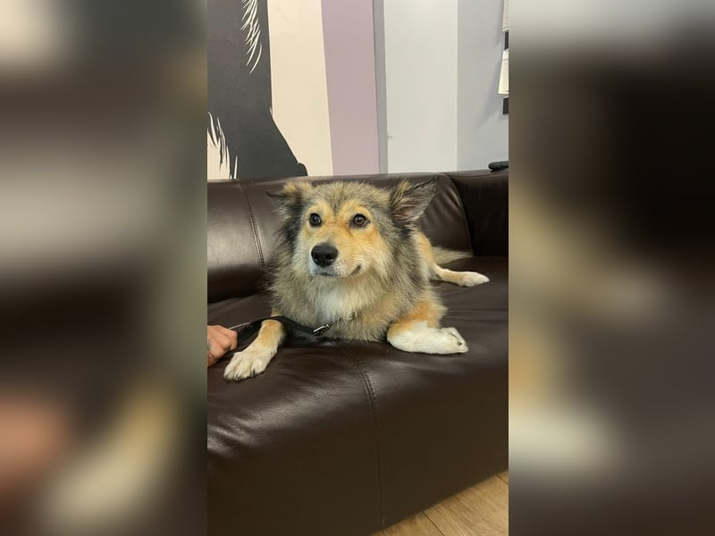 Wuschelige ALISA sucht Sie