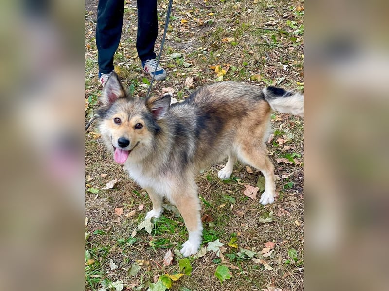 Wuschelige ALISA sucht Sie