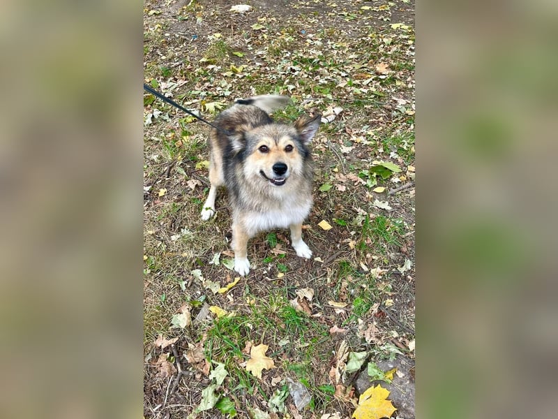 Wuschelige ALISA sucht Sie