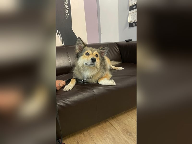 Wuschelige ALISA sucht Sie