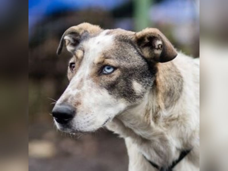 SAPHIRA-sanfte Hündin mit wunderschönen blauen Augen