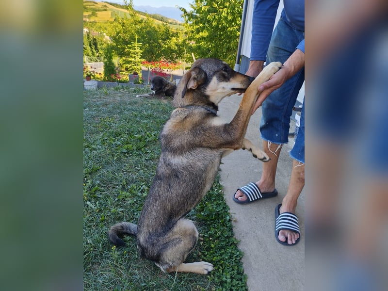 Unkompliziert liebenswerte Susi ist übrig geblieben