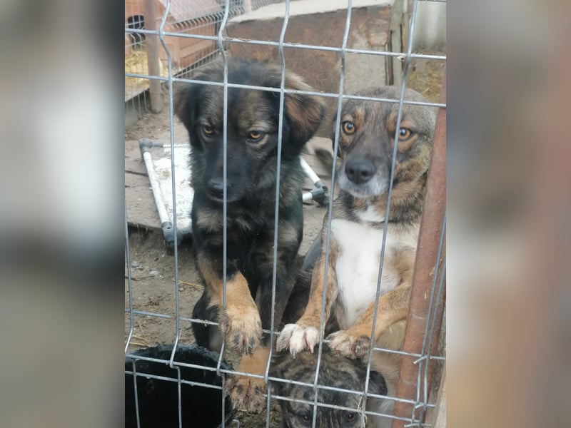 Jaski - katzenverträgliche Herzenshündin sucht ihr Für-Immer-Zuhause