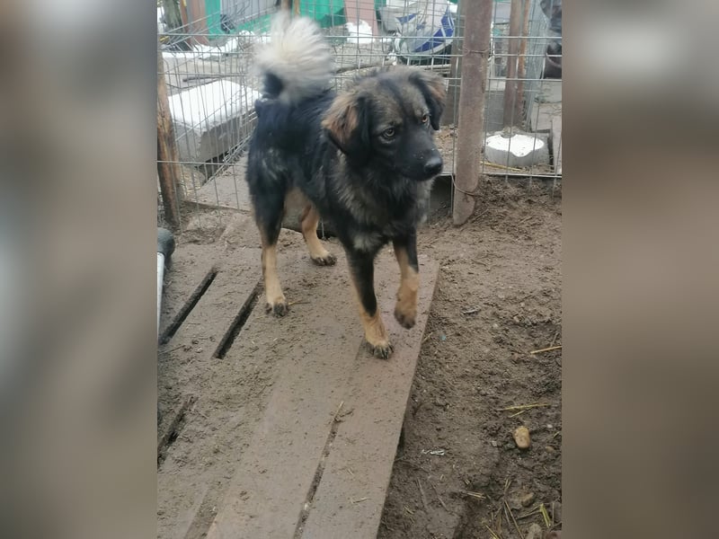 Jaski - katzenverträgliche Herzenshündin sucht ihr Für-Immer-Zuhause