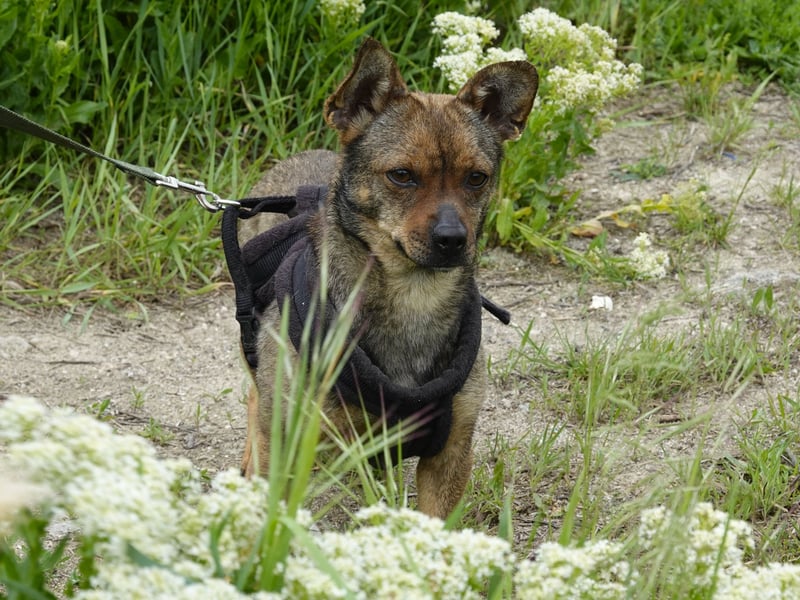 Kleine Gina sucht ein verständnisvolles Zuhause