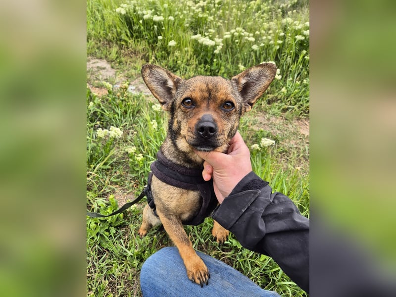 Kleine Gina sucht ein verständnisvolles Zuhause