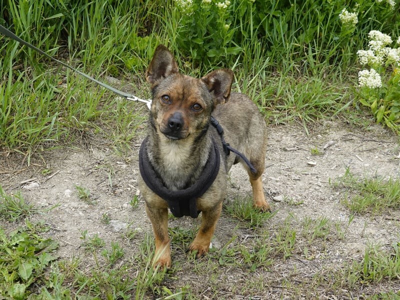 Kleine Gina sucht ein verständnisvolles Zuhause