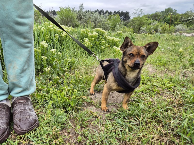 Kleine Gina sucht ein verständnisvolles Zuhause