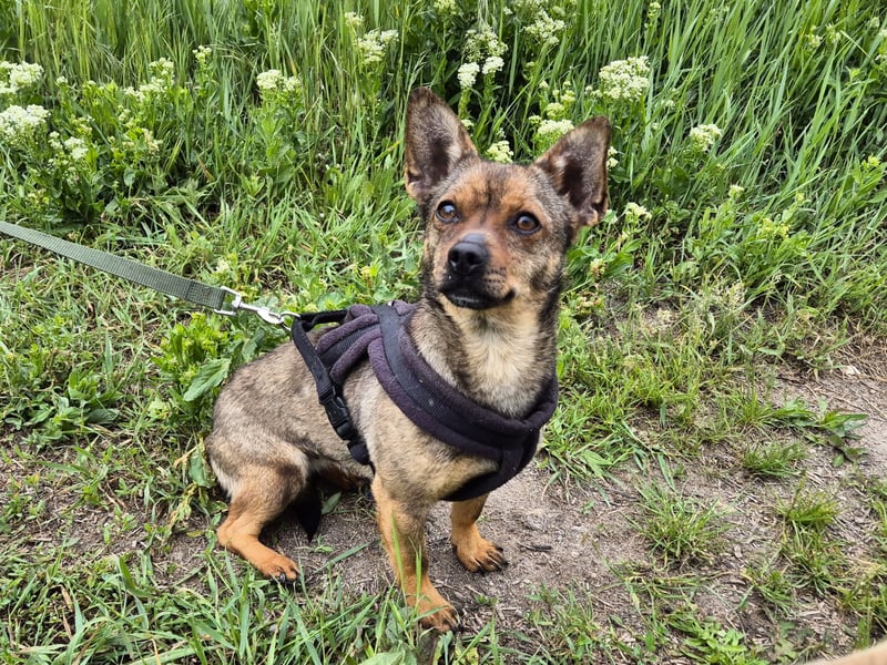 Kleine Gina sucht ein verständnisvolles Zuhause