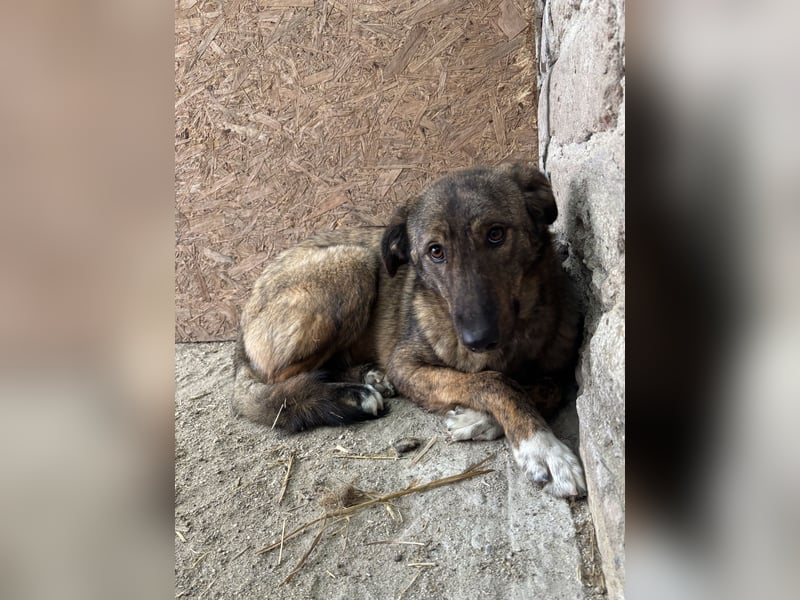 AVA, Hündin, 1,5 Jahre, 52 cm, Mischling, Tierschutz