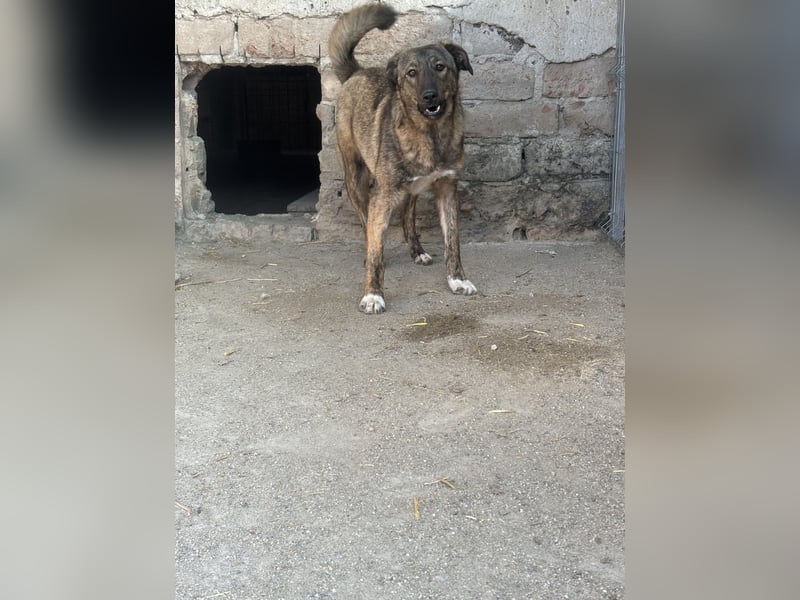 AVA, Hündin, 1,5 Jahre, 52 cm, Mischling, Tierschutz