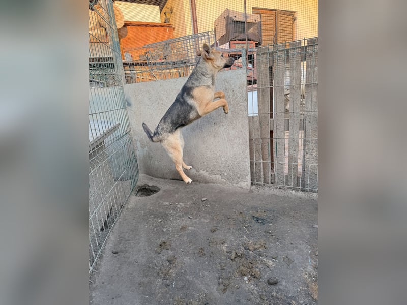 JINNY, Hündin, 1 Jahr, 41 cm, Mischling, Tierschutz