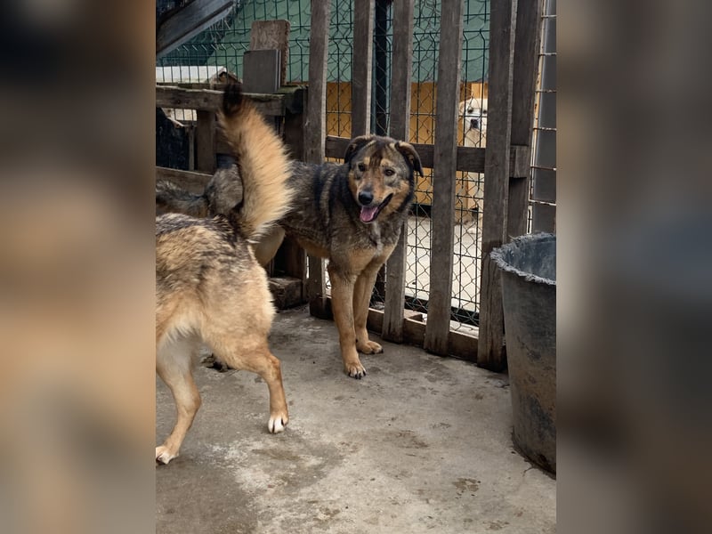 SALIA, Hündin, 7 Jahre, 51 cm, Mischling, Tierschutz